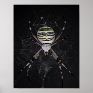 Poster Aranha ouro de jardim | Presente de Amantes de Ara