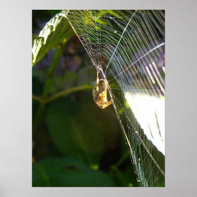Pôster Aranha Perigosa (Frente)