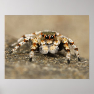 Poster Aranha Saltadora Laranja e Branca
