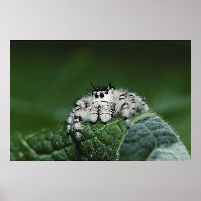 Poster Aranha Saltadora Metaphid (Frente)