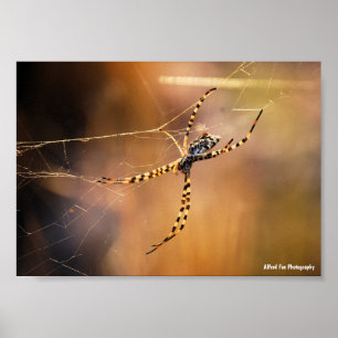 Poster Aranha-tecedeira-rajada