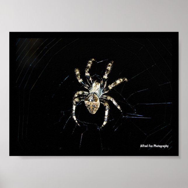Poster Aranha Tecelã (Frente)
