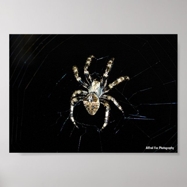 Poster Aranha Tecelã (Frente)