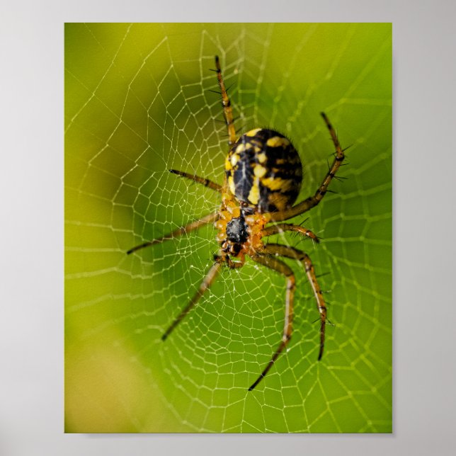 Poster Aranha Tecelã de Orbe Amarela e Preta (Frente)