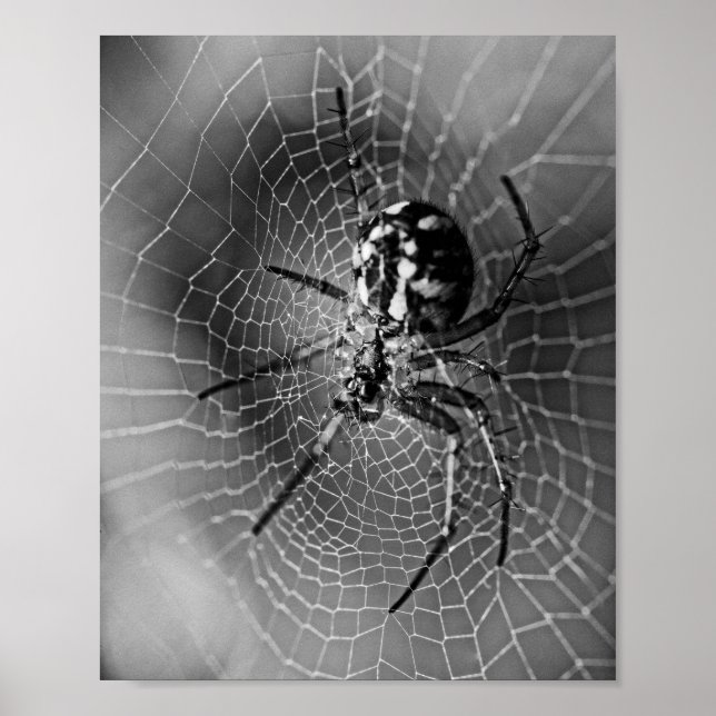 Poster Aranha Tecelã de Orbe Preto e Branco (Frente)