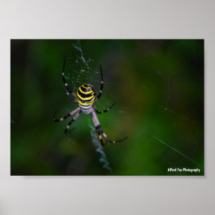 Poster Aranha Vespa, Aranha de Teia Orbicular