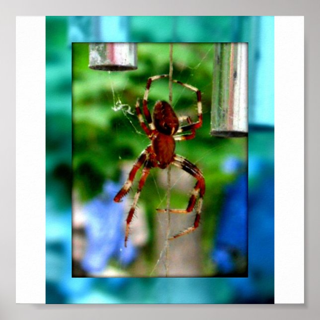 Pôster aranhas (Frente)