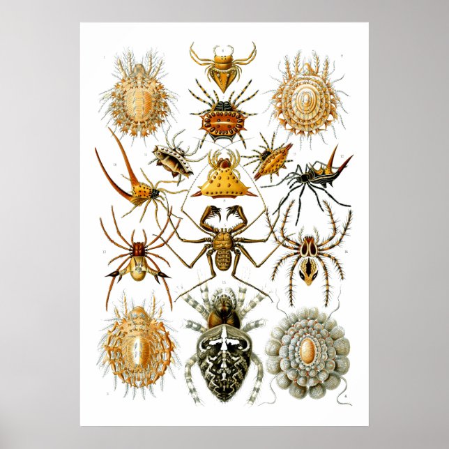Poster Aranhas Arachnida Ilustrações de Ernst Haeckel (Frente)