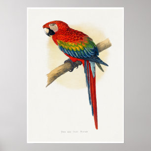 Poster Arara azul e vermelha