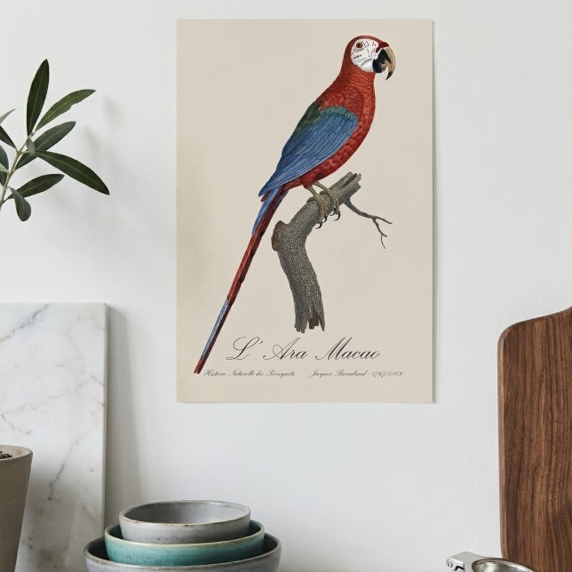 Poster Arara-vermelha, Ara chloropterus (Red-and-green Macaw, Ara chloropterus. Poster)