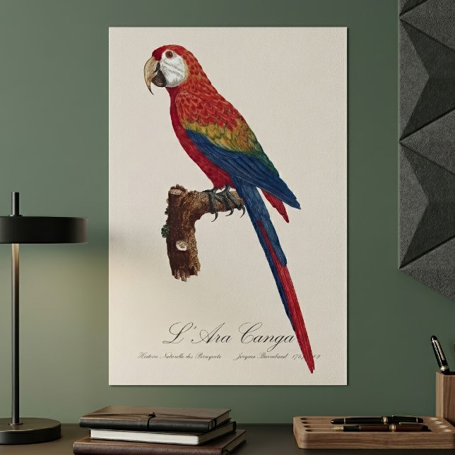 Poster Arara-vermelha, Ara macao (Scarlet Macaw or Red-Breasted Macaw, Ara macao. Poster)