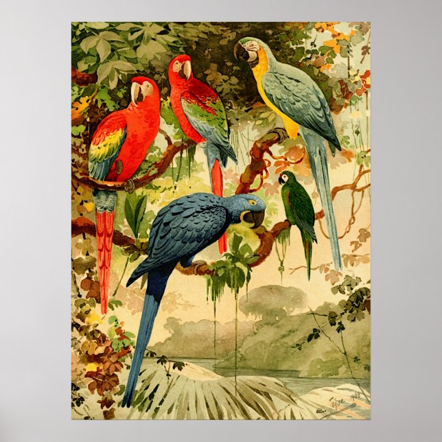 Poster Aráras, Emil August Göldi (1900-1906) (Frente)