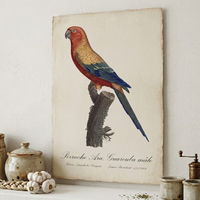 Poster Aratinga Solsticial, Aratinga Solstitialis (Sun Parakeet Male, Aratinga Solstitialis. Poster)