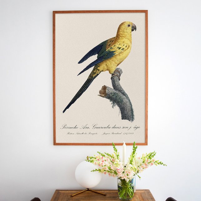 Poster Aratinga-solsticial ou Jandaia-solsticial Aratinga (Guarouba dans sons jeune age / Sun parakeet. Poster)