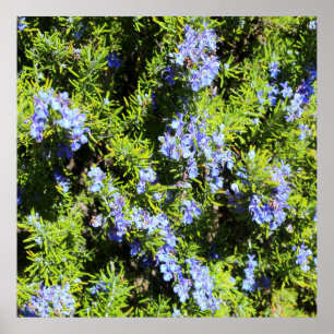 Poster arbusto de florescência do rosemary