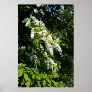 Poster Arbustos com flores brancas