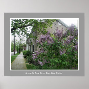 Pôster Arbustos de Lilac do rei Rua Leste de Brockville