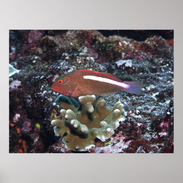 Poster Arc Eye Hawkfish (Frente)