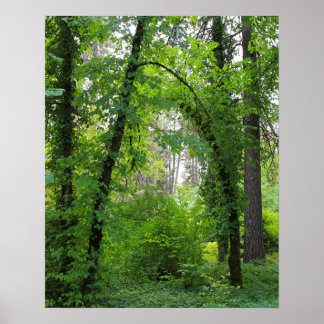 Pôster "Arch", Floresta de Árvore Alder