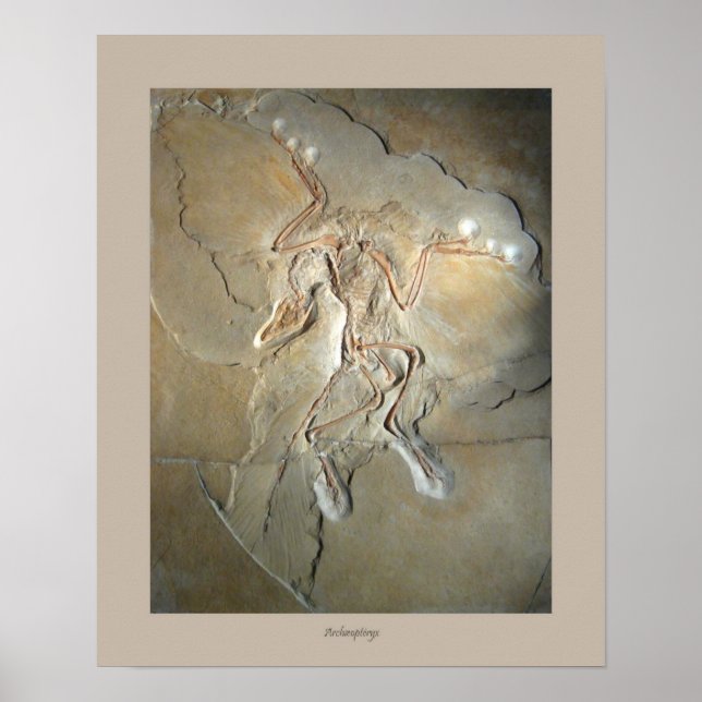 Pôster Archaeopteryx (Frente)