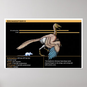 Poster Archaeopteryx - Biologia do Dinossauro Jurássico