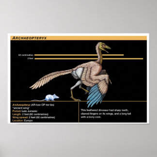 Poster Archaeopteryx - Biologia do Dinossauro Jurássico