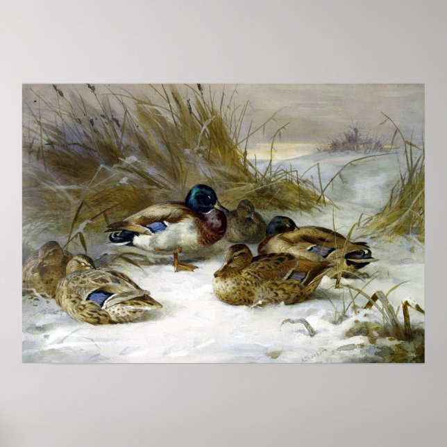 Poster Archibald Thorburn Winter Landscape com Mallard (Frente)
