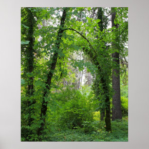 Pôster "Arco", floresta da árvore de amieiro