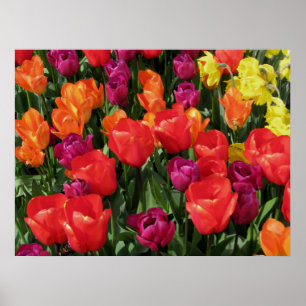 Pôster Arco-íris das tulipas