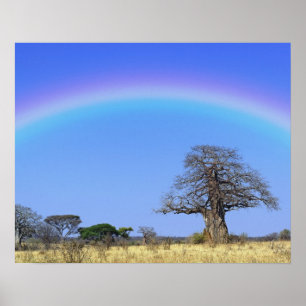 Poster Arco-íris e árvore baobá africano, Adansonia