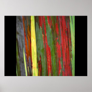 Pôster Arco-íris Eucalyptus-1