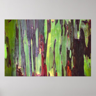 Pôster Arco-íris Eucalyptus 1