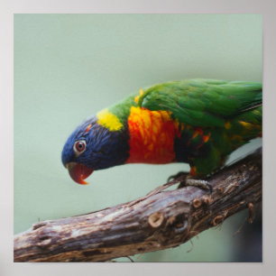 Poster Arco-íris Lorikeet