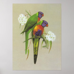 Pôster Arco-íris Lorikeet - haematodus do Trichoglossus