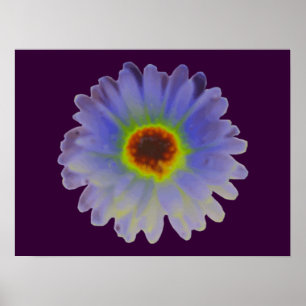 Poster arco-íris Marigold