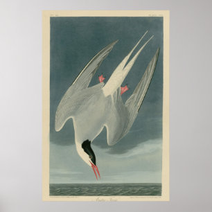 Poster Arctic Tern