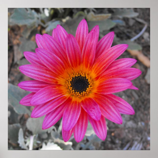 Pôster Arctotis - Margarida Africana (Frente)