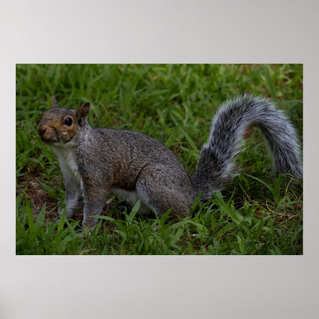 Poster Are You Ready (Frente)