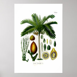 Poster Areca catechu (palma de noz betel)