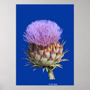 Poster - Areia