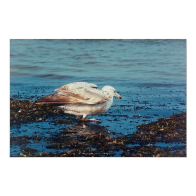 Pôster Arenque Gull P1046 (Frente)