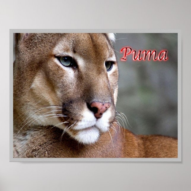 Poster Argentine Puma - (Frente)