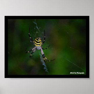 Poster Argiope bruennichi, Aranha Vespa, Aranha de teia o