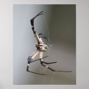 Poster Argiope Spider Lover Gift