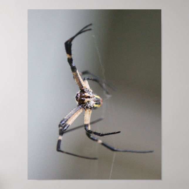 Poster Argiope Spider Lover Gift (Frente)
