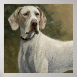 Poster Ariege Pointer - - Retrato de Cachorro