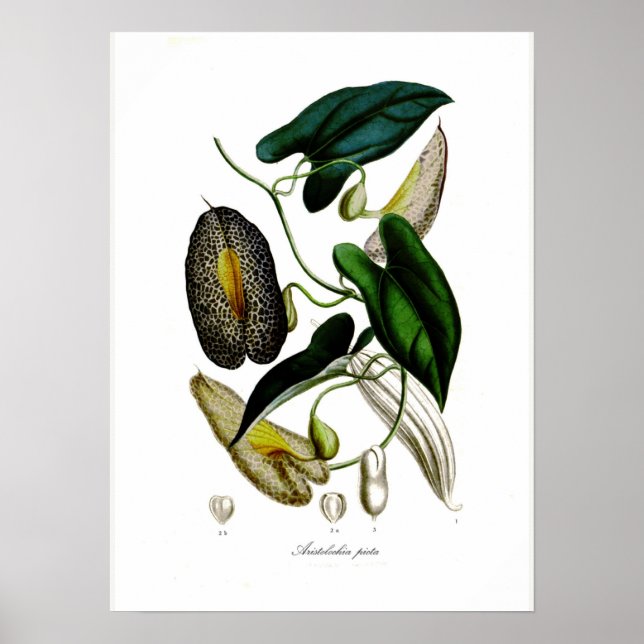 Poster Aristolochia picta (Frente)