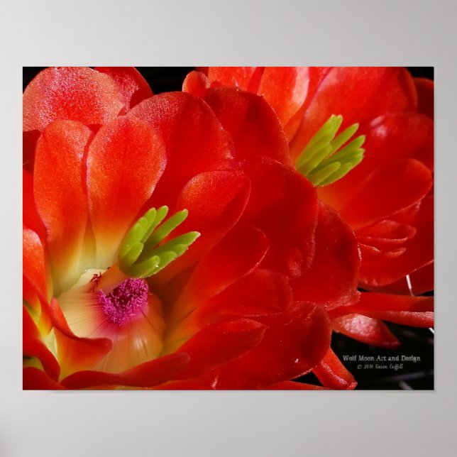 Poster Arizona Claret Cup Cactus Red Orange Flowers (Frente)