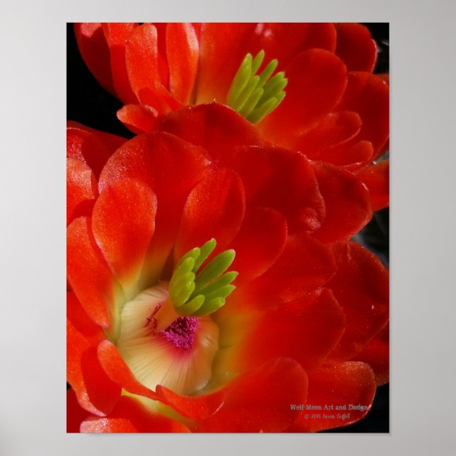 Poster Arizona Claret Cup Cactus Red Orange Flowers (Frente)
