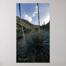 Poster Arizona de Imagens Cênicas das Plantas de Sotol do